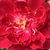 Ljubičasto - crveno - Grmolike ruže - Cardinal Hume